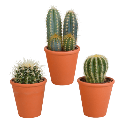 Cactus mix 3 stuks in terra 8,5 cm pot